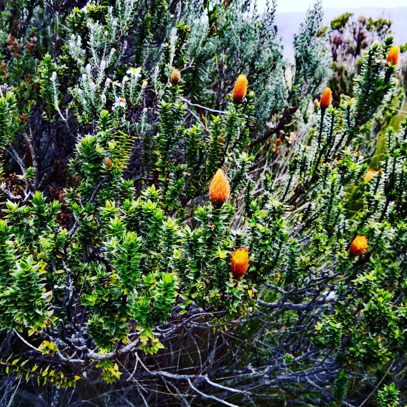 La chuquiragua es una especie botánica de planta siempre verde con flor de la familia de las Asteraceae. También es llamada “Flor del andinista”, chuquiraga o chuquirahua. Comprende 120 especies descritas y, de éstas, sólo 22 aceptadas. Es la flor nacional de Ecuador y crece en los páramos de los Andes. Tiene propiedades medicinales y su nombre fue escogido por su resistencia y colorido.El nombre científico de la chuquiragua es Chuquiragajussieui.