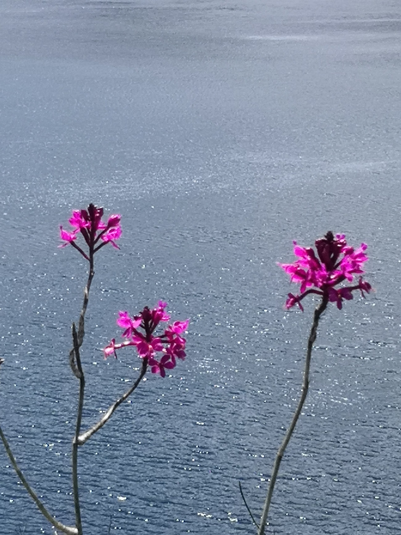 La orquídea epidendrumjamiesonis es un género bastante diverso y común de orquídeas en Ecuador. Se conoce alrededor de 300 especies de las cuales 100 especies son endémicas. La especie de orquídea epidendrumjamiesonis es conocida también como Maywa que significa “morado”.