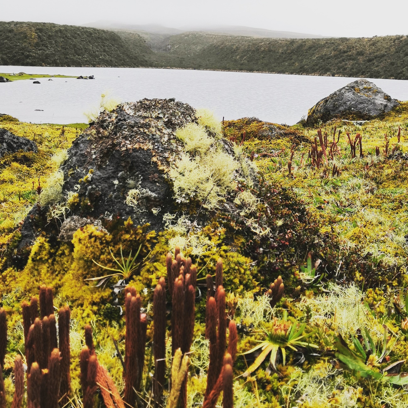 La Laguna de Santo Domingo se encuentra en el Parque Nacional Cotopaxi. Es una interesante aventura con paisajes maravillosos. Con suerte, se puede apreciar algunosrepresentantes de la fauna silvestre como conejos, venados y cóndores, además del imponente Cotopaxi.