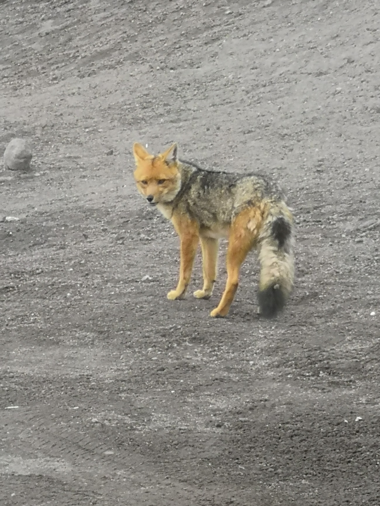 El lobo de páramo (Lycalopexculpaeus) Es el cánido silvestre más grande de Ecuador y puede medir hasta 1,70 m de longitud. El macho es más grande que la hembra.El lobo de páramo es un mamífero carnívoro que se alimenta principalmente de pequeños mamíferos y otros vertebrados como aves y reptiles, además de insectos. Esporádicamente puede consumir frutas y semillas.